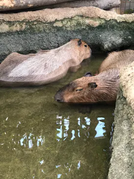 神戸どうぶつ王国に投稿された画像（2021/12/7）