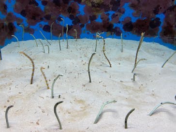 沖縄美ら海水族館に投稿された画像（2021/12/7）