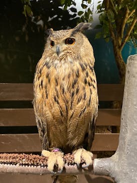 Moff animal world MARK IS みなとみらい店に投稿された画像（2021/12/7）