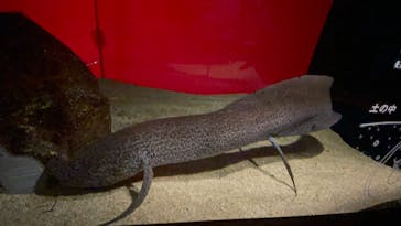 カワスイ 川崎⽔族館に投稿された画像（2021/12/7）