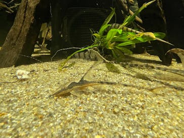 カワスイ 川崎⽔族館に投稿された画像（2021/12/7）