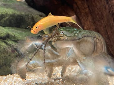 カワスイ 川崎⽔族館に投稿された画像（2021/12/7）