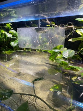 カワスイ 川崎⽔族館に投稿された画像（2021/12/7）