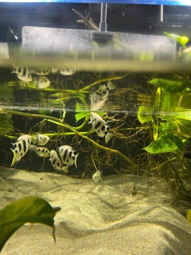 カワスイ 川崎⽔族館に投稿された画像（2021/12/7）