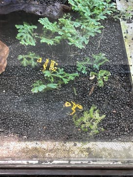 カワスイ 川崎⽔族館に投稿された画像（2021/12/7）