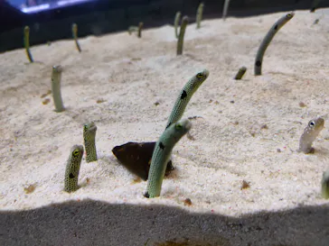 すみだ水族館に投稿された画像（2021/12/7）