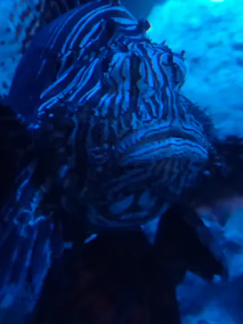 すみだ水族館に投稿された画像（2021/12/7）