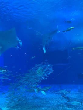 沖縄美ら海水族館に投稿された画像（2021/12/7）