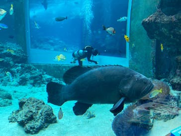 沖縄美ら海水族館に投稿された画像（2021/12/7）
