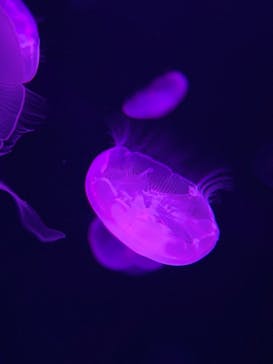 サンシャイン水族館に投稿された画像（2021/12/7）