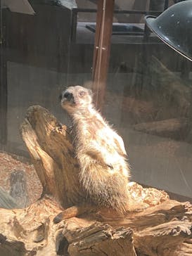 Moff animal world MARK IS みなとみらい店に投稿された画像（2021/12/7）