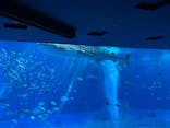 沖縄美ら海水族館に投稿された画像（2021/12/8）