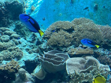 沖縄美ら海水族館に投稿された画像（2021/12/7）