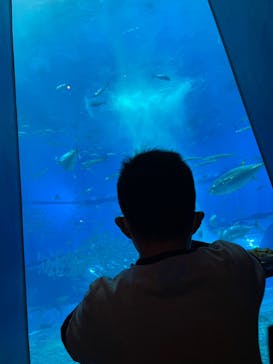 沖縄美ら海水族館に投稿された画像（2021/12/7）
