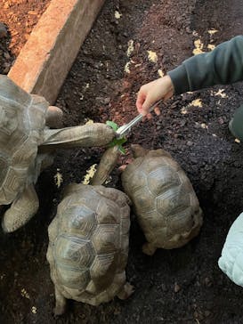 体感型動物園iZooに投稿された画像（2021/12/8）