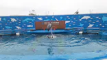 仙台うみの杜水族館に投稿された画像（2021/12/8）