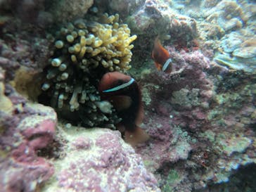 武藤潜水に投稿された画像（2021/12/8）