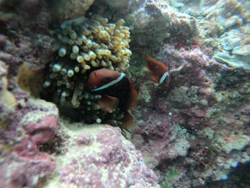 武藤潜水に投稿された画像（2021/12/8）