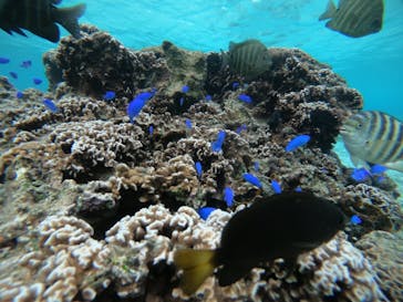 武藤潜水に投稿された画像（2021/12/8）