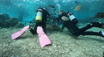 DIVING-SHOP SUNSに投稿された画像（2021/12/8）