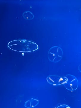 新江ノ島水族館に投稿された画像（2021/12/8）