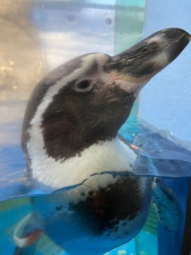 新江ノ島水族館に投稿された画像（2021/12/8）