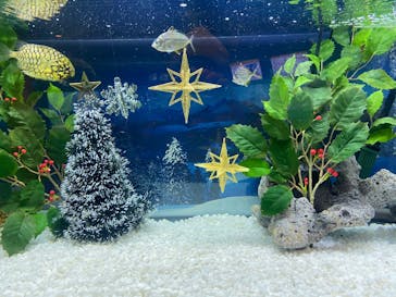 新江ノ島水族館に投稿された画像（2021/12/8）