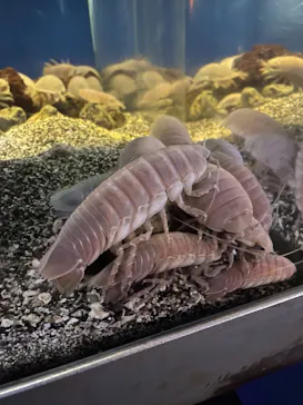 横浜・八景島シーパラダイスに投稿された画像（2021/12/8）