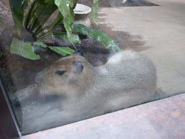 カワスイ 川崎⽔族館に投稿された画像（2021/12/8）