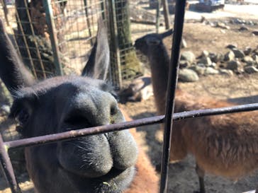 那須サファリパークに投稿された画像（2021/12/8）