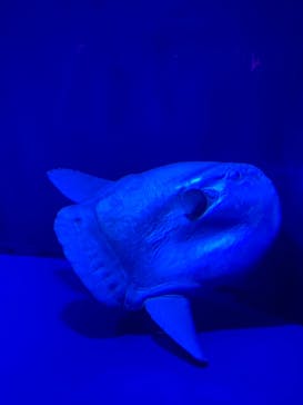 サンシャイン水族館に投稿された画像（2021/12/8）