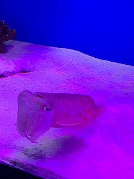 サンシャイン水族館に投稿された画像（2021/12/8）