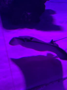 サンシャイン水族館に投稿された画像（2021/12/8）