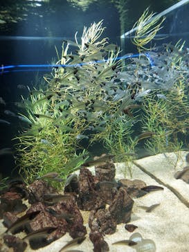 カワスイ 川崎⽔族館に投稿された画像（2021/12/9）