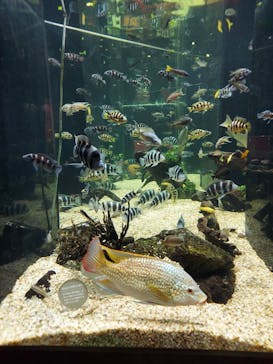 カワスイ 川崎⽔族館に投稿された画像（2021/12/9）