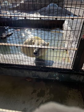 旭川市旭山動物園に投稿された画像（2021/12/9）