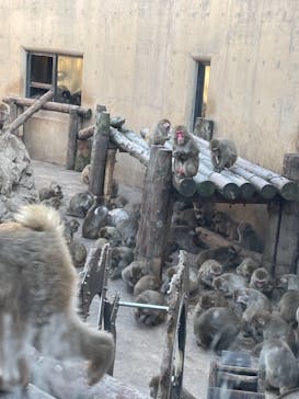 旭川市旭山動物園に投稿された画像（2021/12/9）