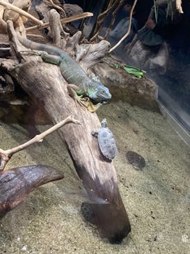 カワスイ 川崎⽔族館に投稿された画像（2021/12/9）