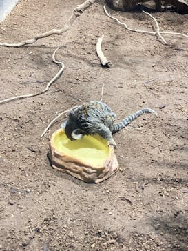 カワスイ 川崎⽔族館に投稿された画像（2021/12/9）