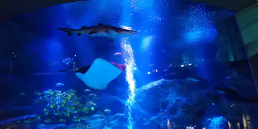 すみだ水族館に投稿された画像（2021/12/9）