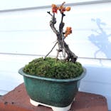 鉢マニアに投稿された画像（2021/12/9）