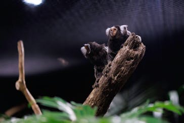 カワスイ 川崎⽔族館に投稿された画像（2021/12/9）