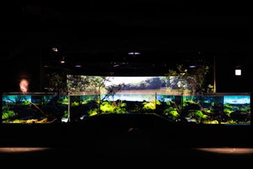 カワスイ 川崎⽔族館に投稿された画像（2021/12/9）