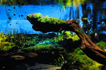 カワスイ 川崎⽔族館に投稿された画像（2021/12/9）