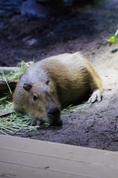 カワスイ 川崎⽔族館に投稿された画像（2021/12/9）
