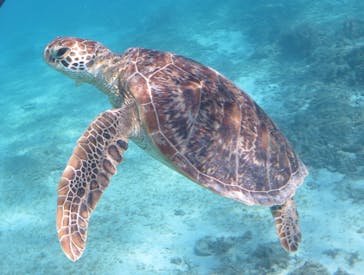 アマミエンシスに投稿された画像（2021/12/9）