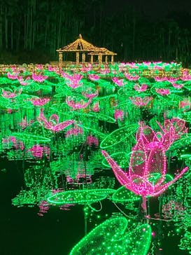 美らヤシパークオキナワ・東南植物楽園に投稿された画像（2021/12/9）