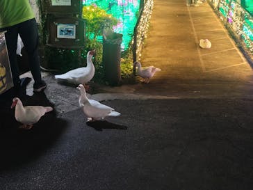 美らヤシパークオキナワ・東南植物楽園に投稿された画像（2021/12/9）