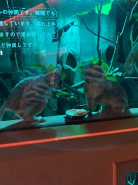 カワスイ 川崎⽔族館に投稿された画像（2021/12/9）