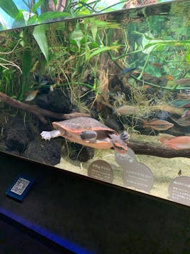 カワスイ 川崎⽔族館に投稿された画像（2021/12/9）